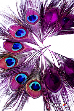 Paon bleu - 13-18 cm - fuchsia